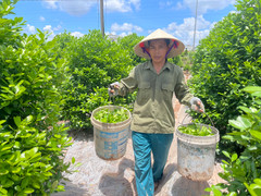 Đội nắng chăm sóc quất cảnh, nông dân chờ vụ Tết bội thu