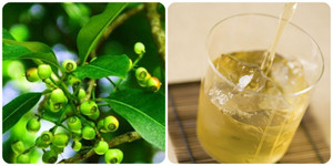 Uống nước lá vối tươi hay khô tốt hơn?