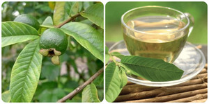 Uống nước lá ổi bao nhiêu là đủ?