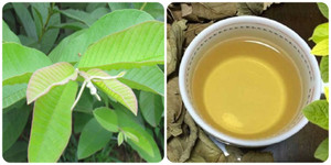 Uống nước lá ổi nhiều có tốt cho sức khoẻ?