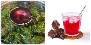 Uống nước lá tía tô hàng ngày có tốt cho sức khoẻ?