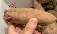 Khoai lang mọc mầm có độc?