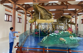 2 bộ xương cá voi lớn nhất Việt Nam ở Lý Sơn