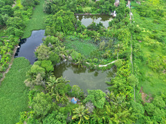 26ha đất làm Depot Metro TP.HCM bị bỏ hoang, thành nơi chăn thả gia súc