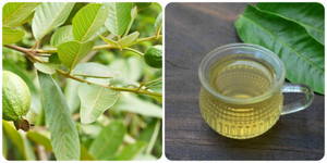 Lá ổi có tác dụng gì với sức khoẻ?