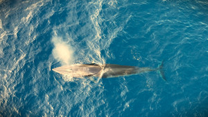 Ngắm cá voi săn mồi tại vùng biển Hoài Hải, Bình Định