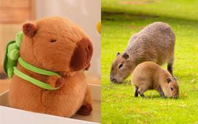Vì sao chuột Capybara được giới trẻ Việt săn lùng, mê điên đảo?