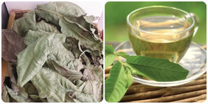 Những người nên hạn chế uống nước lá ổi