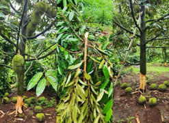 Nhiều cây sầu riêng trĩu quả tại Đắk Lắk bị kẻ gian chặt gốc, cắt trái