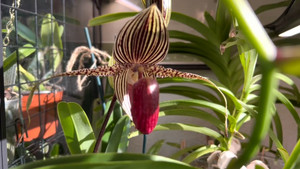 Loài hoa lan đắt nhất thế giới, 15 năm nở một lần