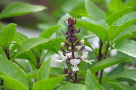 Loại rau quen thuộc trong ẩm thực Việt được ví như 'thần dược'