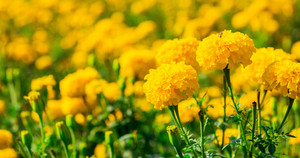 Vì sao cúc vạn thọ hiếm khi được trồng ở ban công?