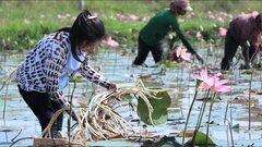 Ngó sen là bộ phận nào của cây sen?