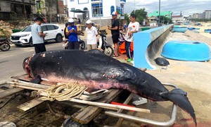 Cá voi hơn 300 kg bị thương nặng dạt bờ ở Bình Định