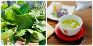 Có nên uống nước chè xanh hàng ngày?