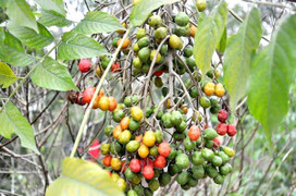 Loại quả quen thuộc là vị thuốc làm lành vết bỏng hiệu quả