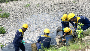 Sau mưa, khoảng 7 tấn cá chết nổi trắng hồ ở Đà Nẵng