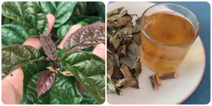 Những người nên hạn chế uống nước xạ đen