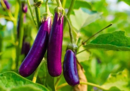 Ăn cà tím có tác dụng gì?