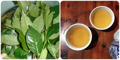 Uống chè xanh tươi mỗi ngày có tốt cho sức khoẻ?