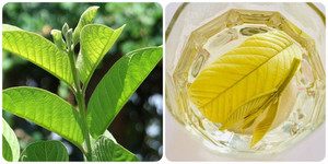 Có nên uống nước lá ổi hàng ngày?