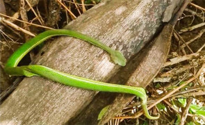 Truyền 10 lọ huyết thanh cứu người bị rắn cắn