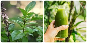 Ăn húng quế mỗi ngày có tác dụng gì với sức khoẻ?