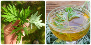 Uống trà ngải cứu có tác dụng gì với sức khoẻ?