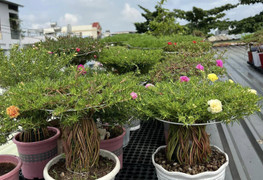 Độc đáo bonsai hoa mười giờ có giá lên tới cả triệu đồng