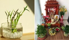 Tại sao cây thủy sinh hay được đặt ở ban thờ thần Tài?