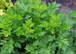 Vì sao người xưa khuyên trồng ngải cứu trước cửa nhà?