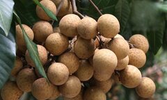 Loại quả đang vào mùa là vị thuốc quý trị nhiều bệnh