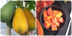 Những người nên hạn chế ăn quả đu đủ