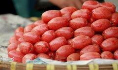 Nhót trị được bệnh gì?