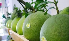 Hàn Quốc chính thức nhập quả bưởi của Việt Nam