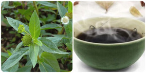 Tác dụng của cây nhọ nồi với sức khoẻ