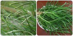 Cây cỏ mần trầu có tác dụng gì?