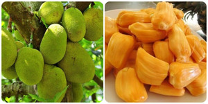 Những người nào không nên ăn mít?