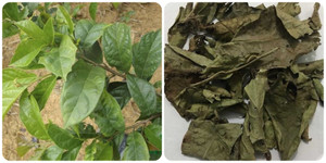 Uống lá xạ đen tươi hay khô tốt hơn?