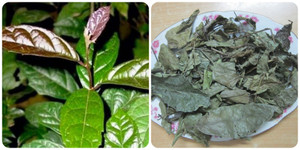 Các bài thuốc chữa bệnh từ cây xạ đen