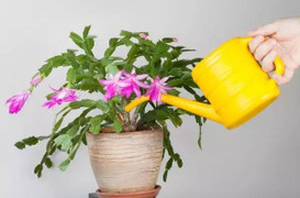 3 loại rác thải nhà bếp giúp bón cây cực tốt