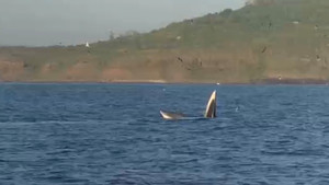 Bắt gặp cặp cá voi nhào lộn, săn mồi gần danh thắng Gành Đá Dĩa