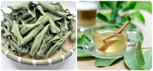 Những ai không nên uống nước lá ổi?