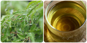 Có nên uống nước lá đinh lăng mỗi ngày?