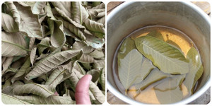 Các bài thuốc chữa bệnh từ lá ổi