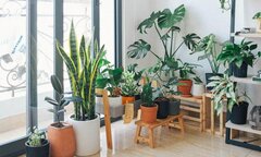 Loài cây để trong nhà giúp thanh lọc không khí, lại có tác dụng chữa bệnh 