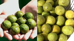 Có nên cạo vỏ quả sấu trước khi trữ đông?