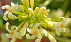 Loại hoa quen thuộc trồng trong vườn nhà có tác dụng chữa bệnh