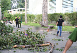 Cành cây rơi đè chết 2 người ở công viên Tao Đàn