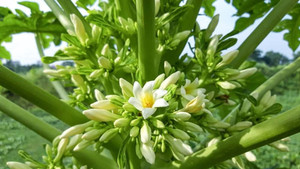 Bác sĩ cảnh báo hiểm họa khi chữa ung thư bằng 'thần dược' truyền miệng